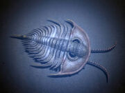 Olenellus NT small