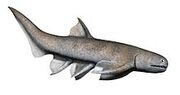 Life reconstruction of Cheiracanthus