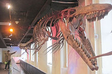 220px-JVBA Mosasaur 6-09-2010.jpg