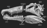 Spinosaurus-dinosaur-skull-3d-printing-223634