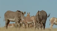 Wild New World Hagerman Horse (American Zebra).jpg (47 KB)