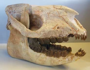 This is what its Skull looks like.