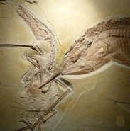 Fossil specimen WDC CSG 255, including a Rhamphorhynchus with a Leptolepides fish trapped in the pharynx and caught in the jaws of an Aspidorhynchus.