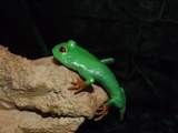 Gerobatrachus
