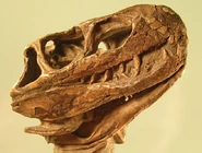 Euparkeria skull