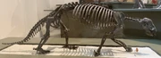 A skeleton of 