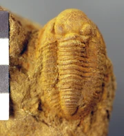 Pudoproetus auriculatus fossil