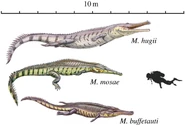 The 3 European species of Machimosaurus.