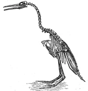  regalis, as drawn by Othniel Charles Marsh in his book, Odontornithes: a Monograph on Extinct Birds of North America.