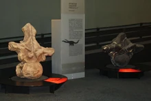 Dorsal vertebra (right) compared with a vertebra of Argentinosaurus