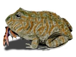 Beelzebufo BW.jpg