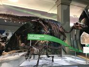 Edmontosaurus briefly seen.