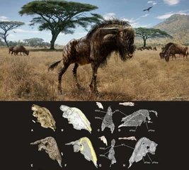 Rusingoryx atopocranion-PaleoArt-Todd Marshall