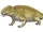 Sphenacodon