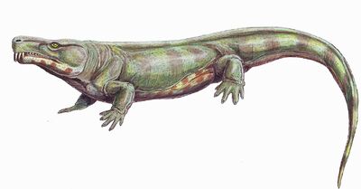 1280px-Limnoscelis21DB