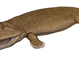 Tiktaalik