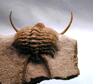 Unnamed (2).jpg (66 KB)