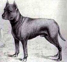 Blue Paul Terrier 0.jpg