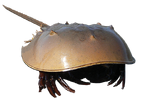 Horseshoe-crab-touchedup