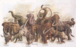 Steppe Mammoth vs Deinotherium, Cenozoic Era Battle [S1E8]