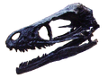 Bambiraptor skull