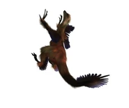 Microraptor