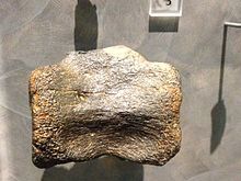 HypsibemaCrassicaudaVertNC (1).jpg