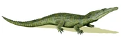 Life Reconstruction of Proterochampsa