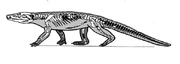 Ornithosuchus skeleton s