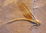 Isophlebia aspasia 2