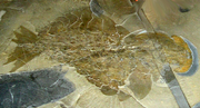 ROM-BurgessShale-CompleteAnomalocarisFossil