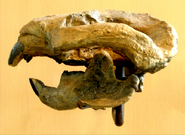 Taeniolabis skull.jpg