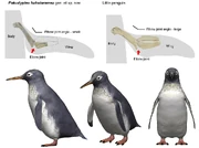 Known elements of Pakudyptes hakataramea compared with contemporary bones in the little blue penguin (Eudyptula minor).