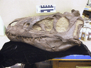 Nanotyrannus small1