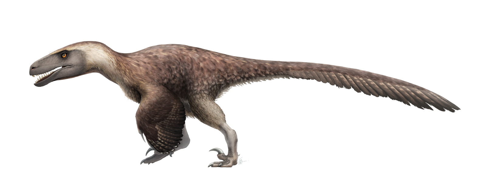 Deinonychus, Dinopedia