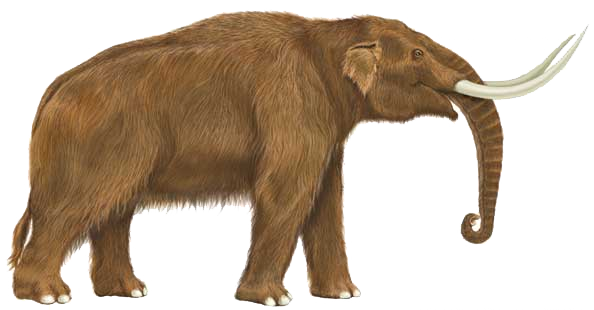 american mastodon