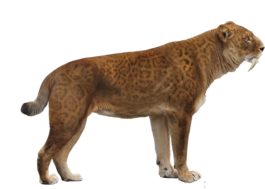 smilodon size