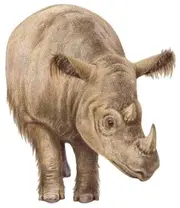 Acerorhinus