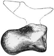 250px-Iuticosaurus.jpg