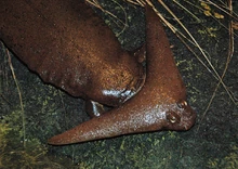 31830706288 10690af172 b