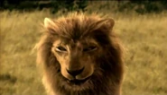 American Lion