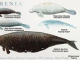 Steller's Sea Cow