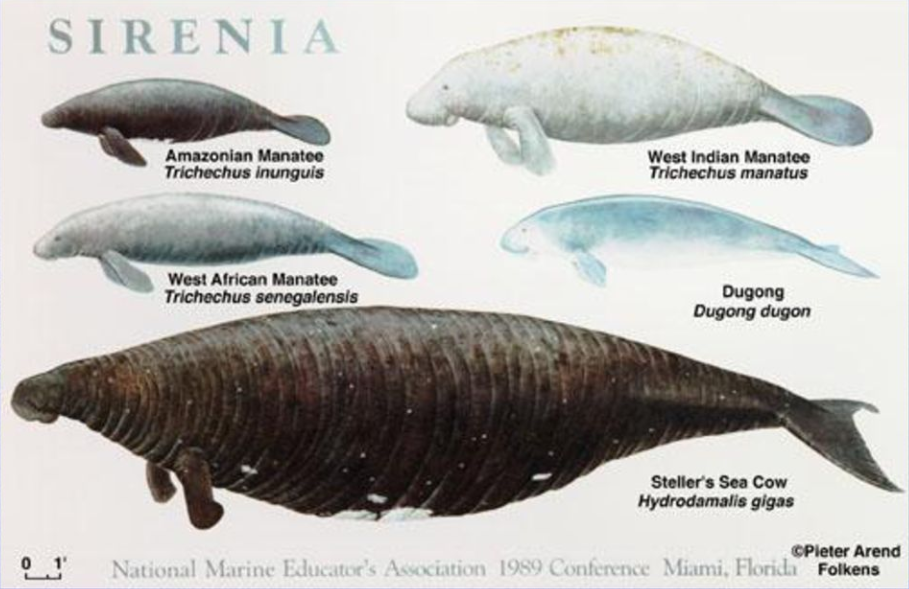 Steller's Sea Cow | Dinopedia | Fandom