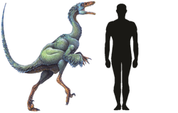 Troodon Size Comparison