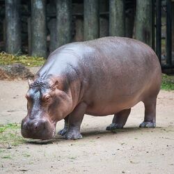 Download Hippopotamus Dinopedia Fandom