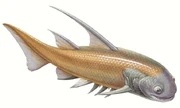 Nostolepis