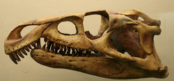 Archosaurus replica skull