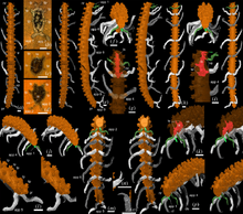 Thanahita-distos-gen-et-sp-nov-virtual-reconstructions-a-e-p-and-specimen-in-the