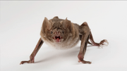 Vampire Bat quadruped.jpg.png