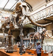 Museum of Natural History Southern Mammoth